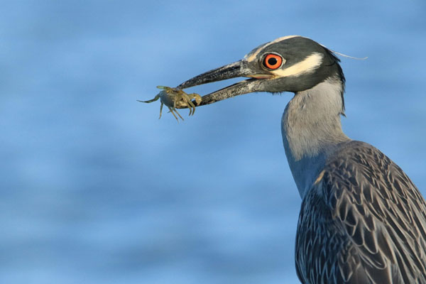Showing a bird eating a small crab.